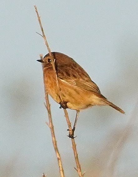 European Stonechat - ML642965589