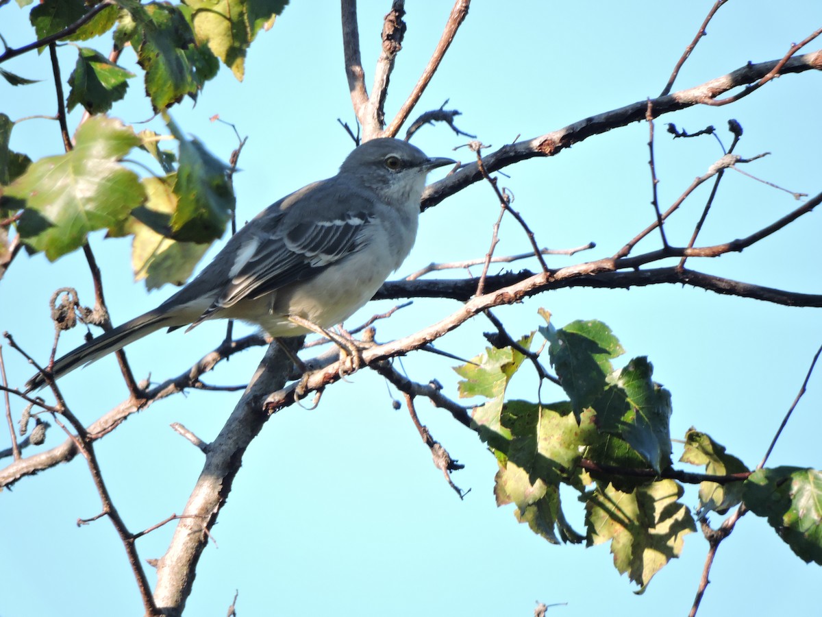 Northern Mockingbird - ML642965595
