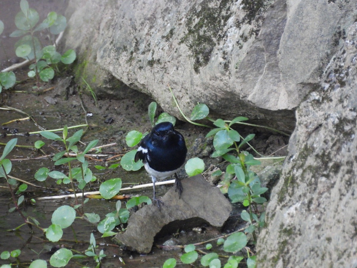 Oriental Magpie-Robin - ML642965602