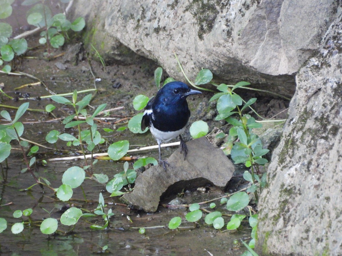 Oriental Magpie-Robin - ML642965603