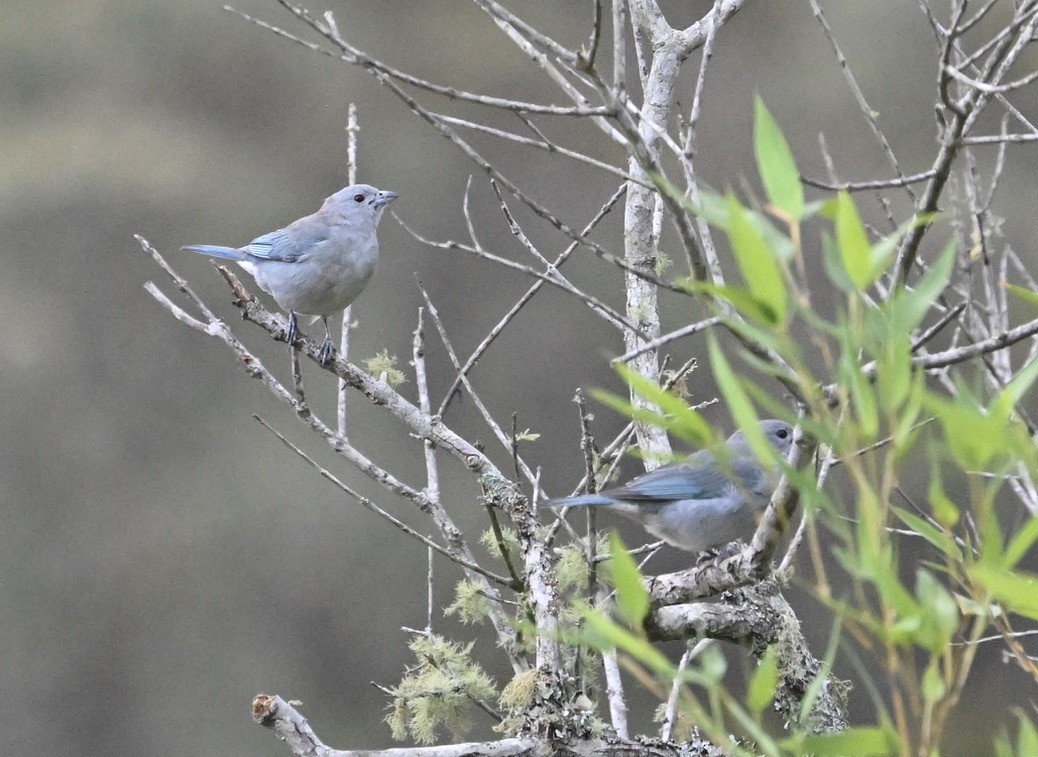 Sayaca Tanager - ML642965612