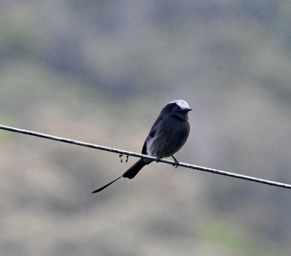 Long-tailed Tyrant - ML642965633