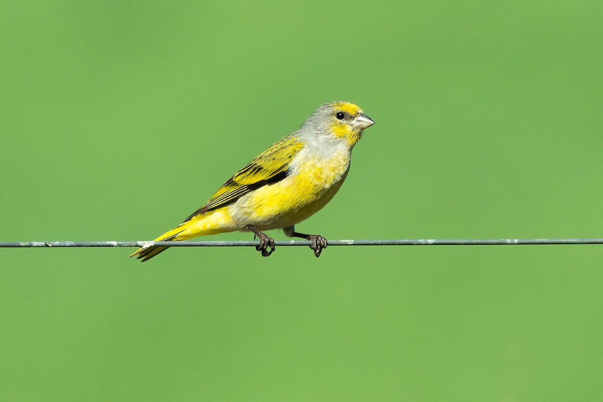Cape Canary - ML642965636