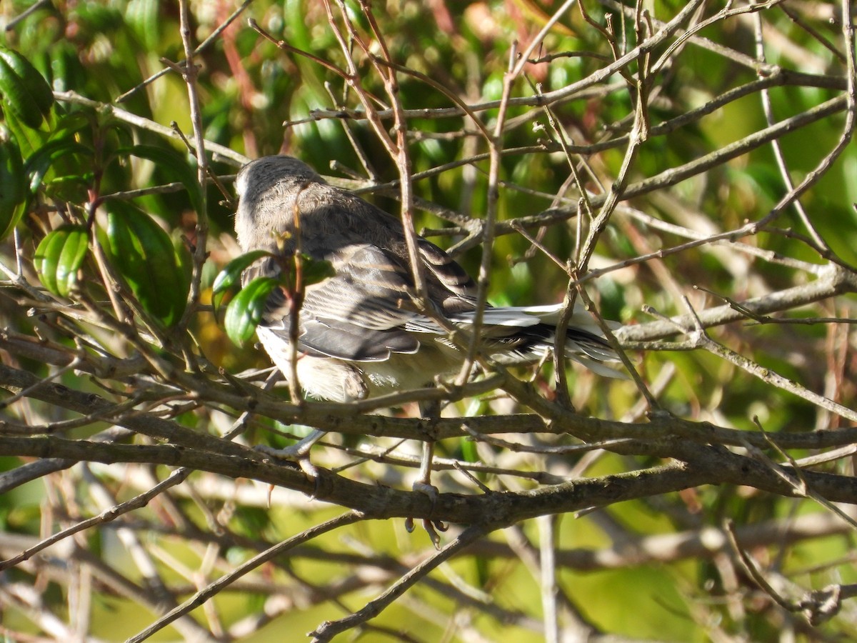 Tropical Mockingbird - ML642965644