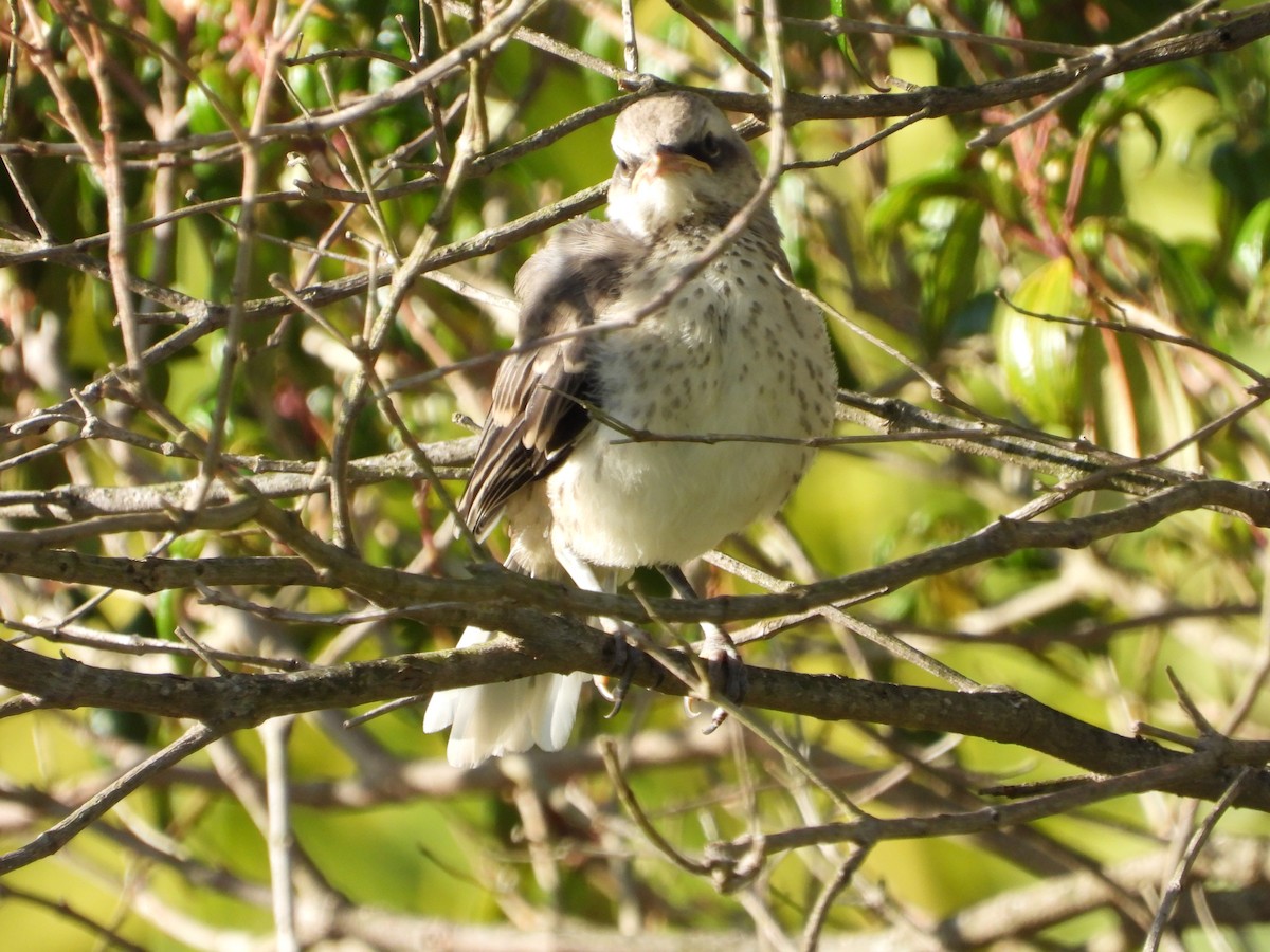Tropical Mockingbird - ML642965645
