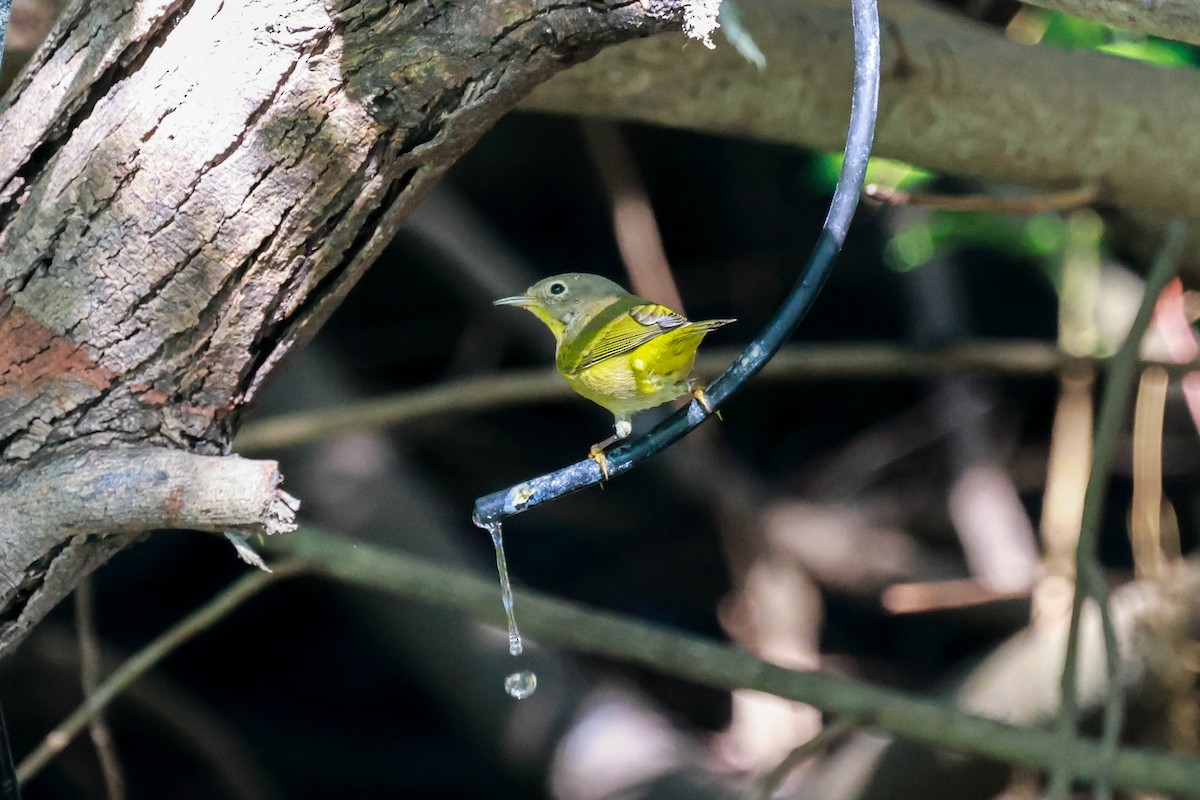 Nashville Warbler - ML642965651