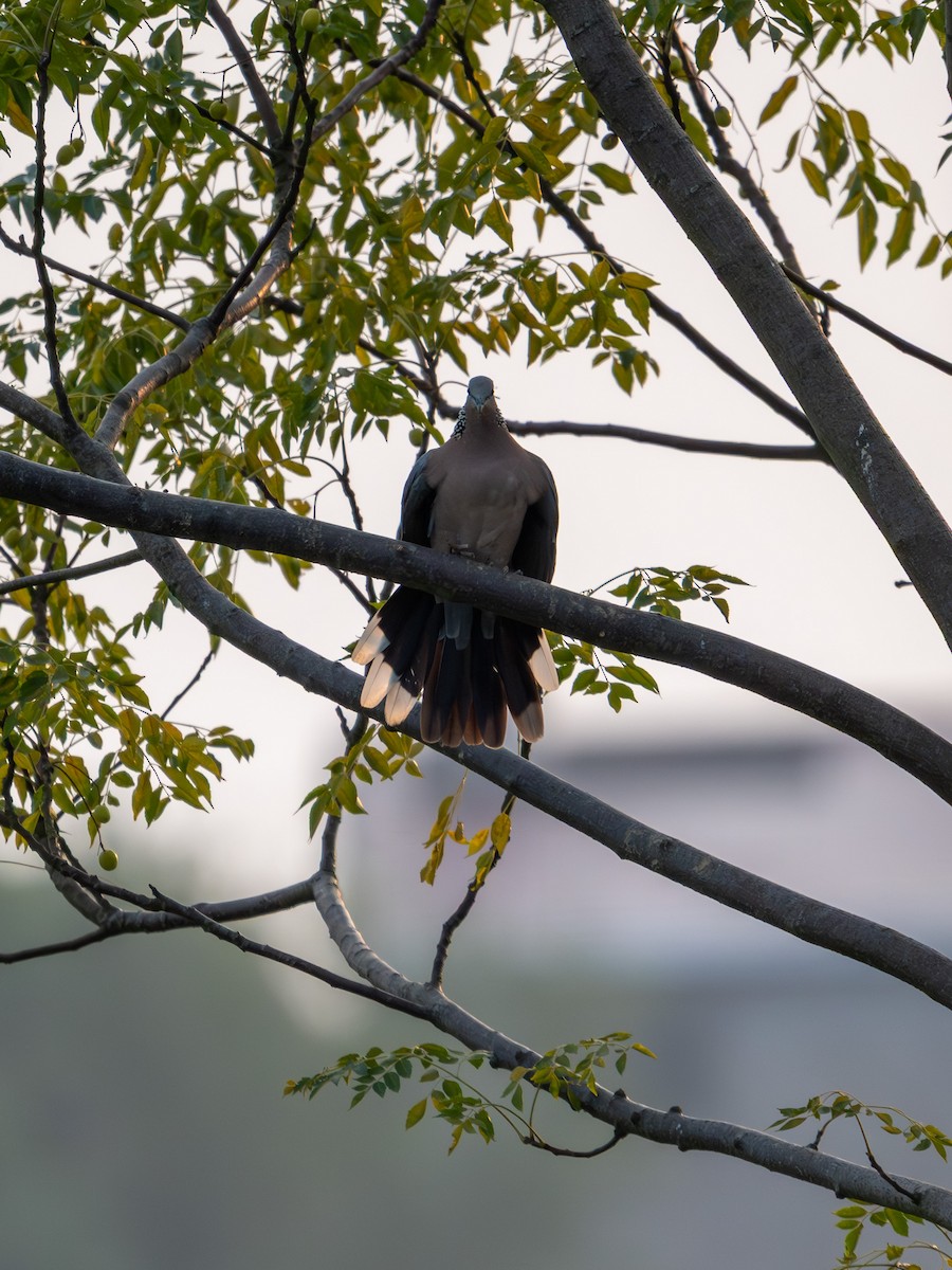 Spotted Dove - ML642965658