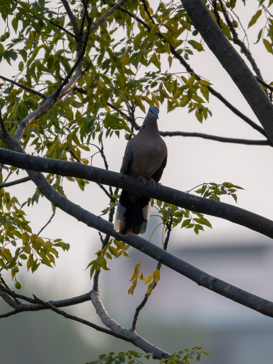 Spotted Dove - ML642965659