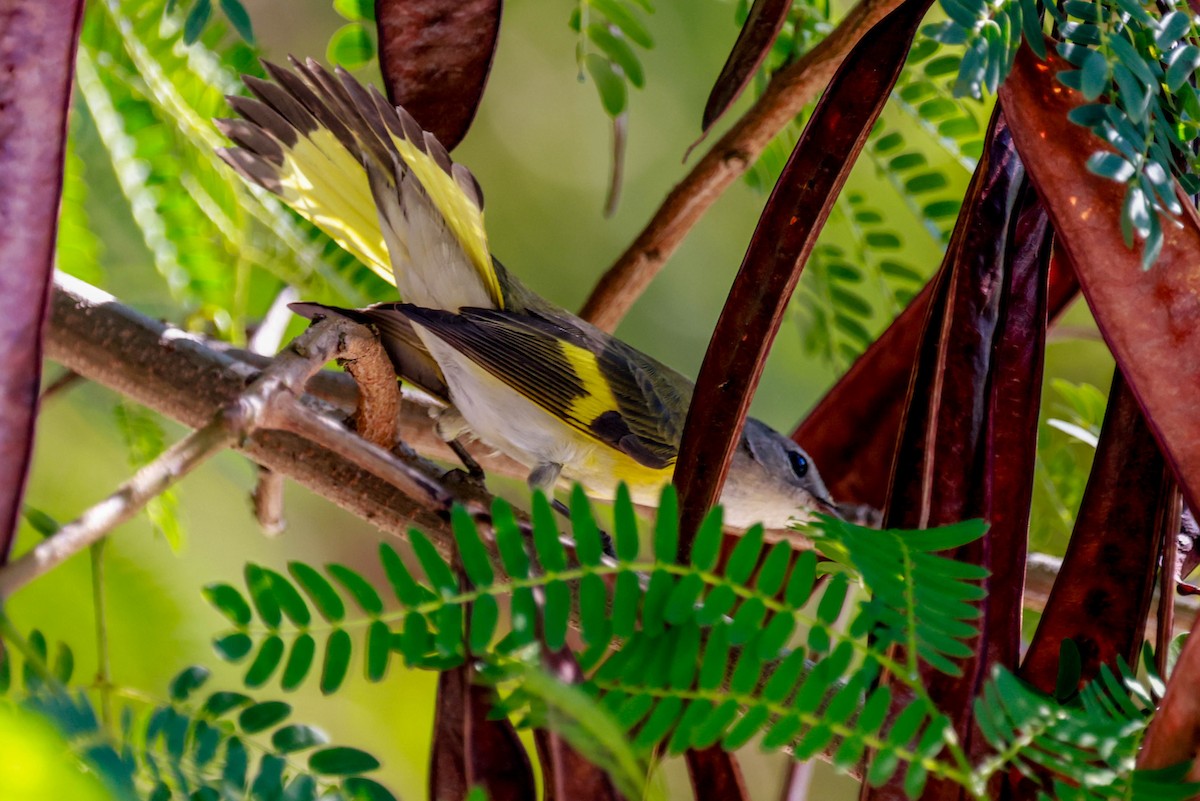 American Redstart - ML642965673