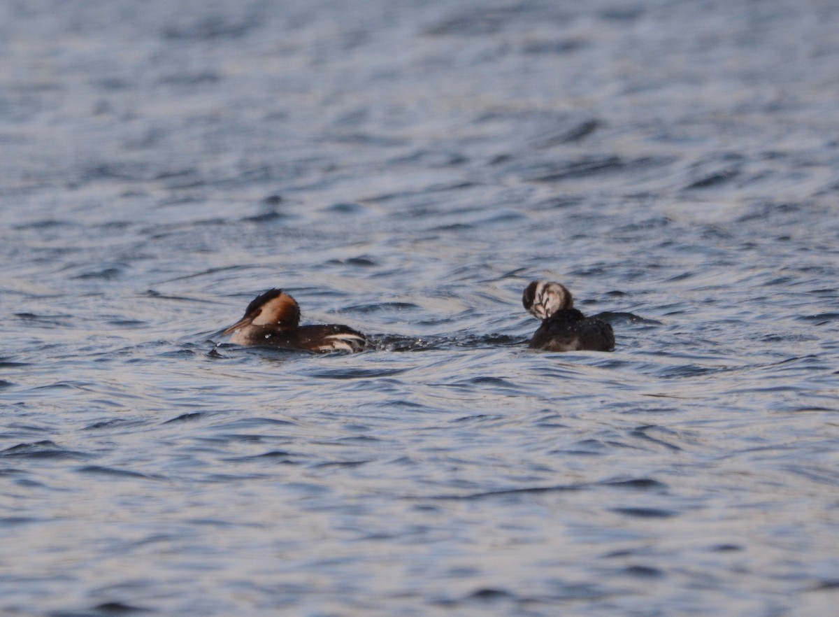 Great Crested Grebe - ML642965674