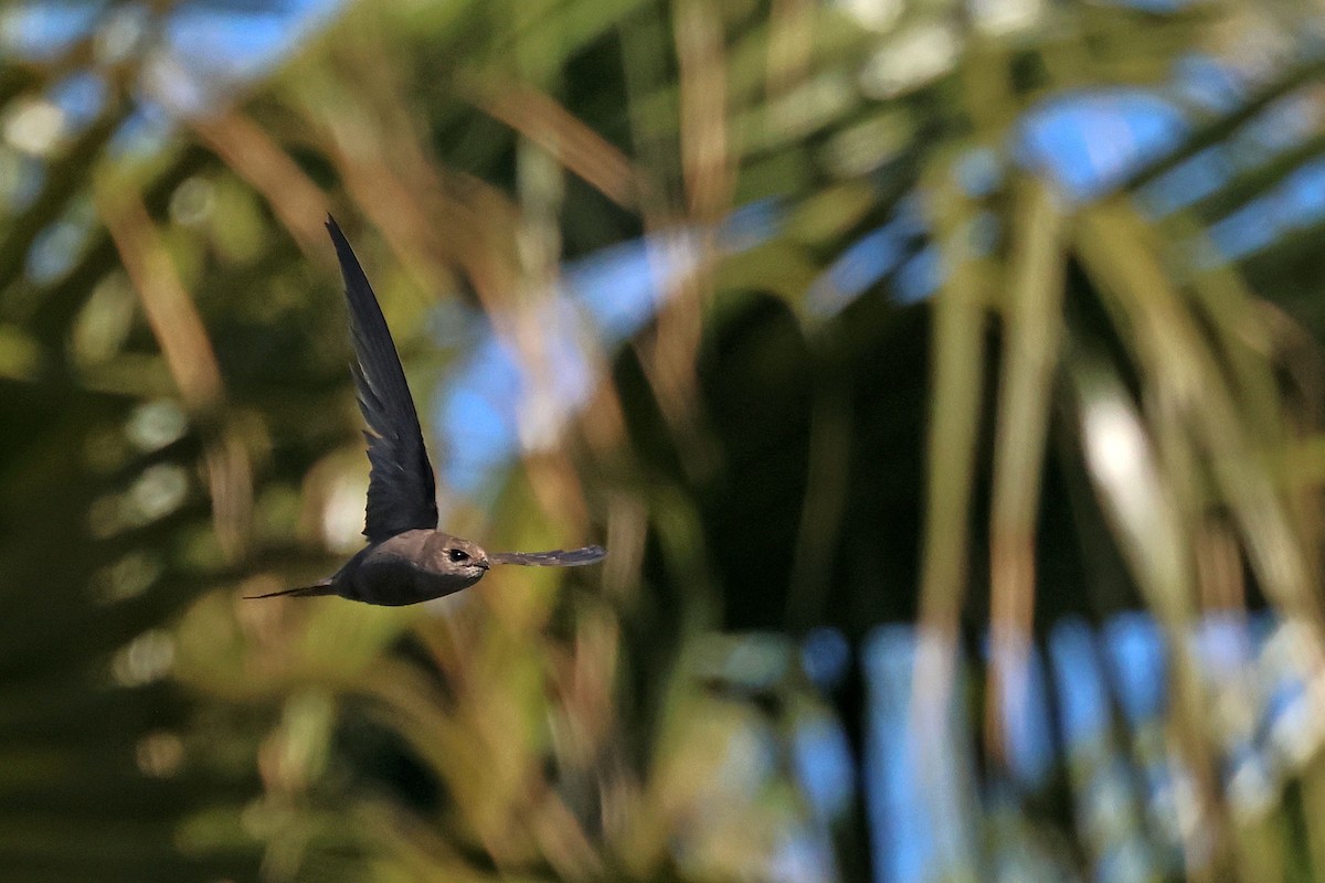 African Palm Swift - ML642965680