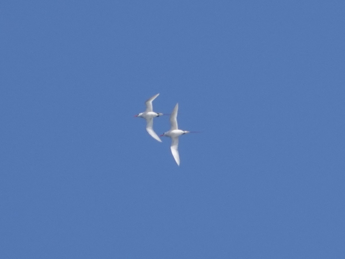 Red-tailed Tropicbird - ML642965684