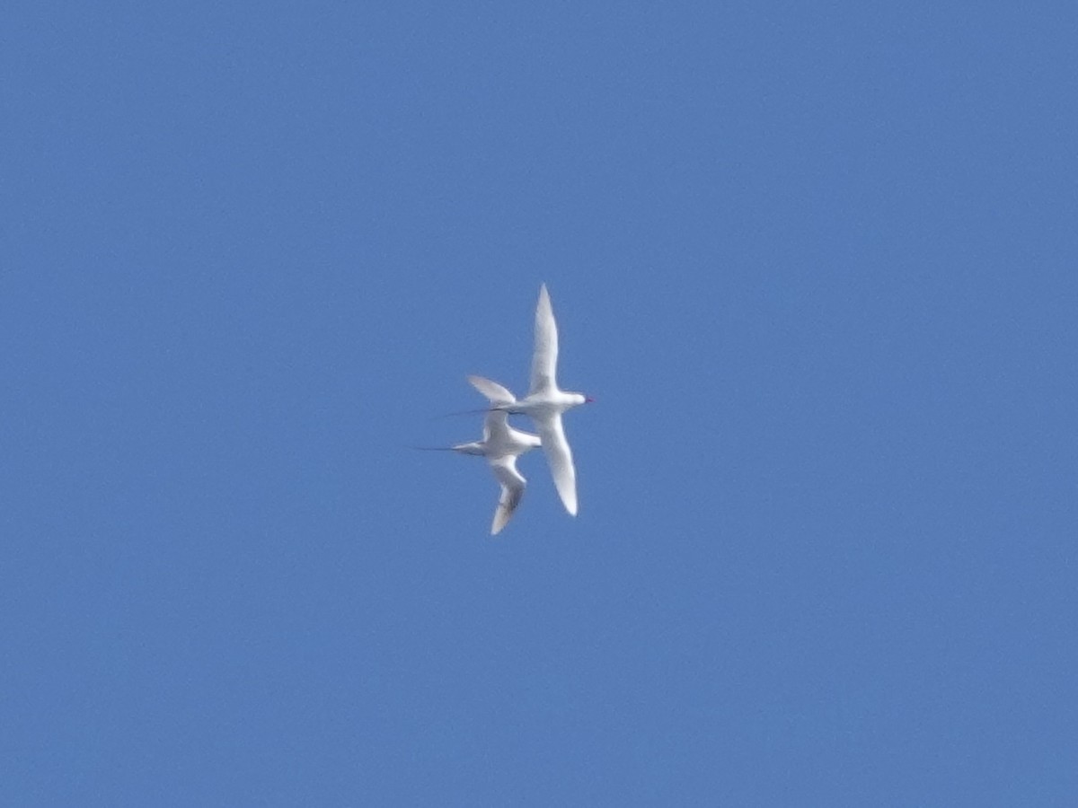 Red-tailed Tropicbird - ML642965685