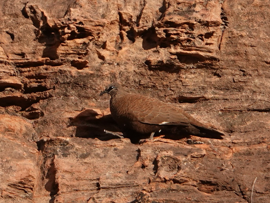 White-quilled Rock-Pigeon - ML642965693