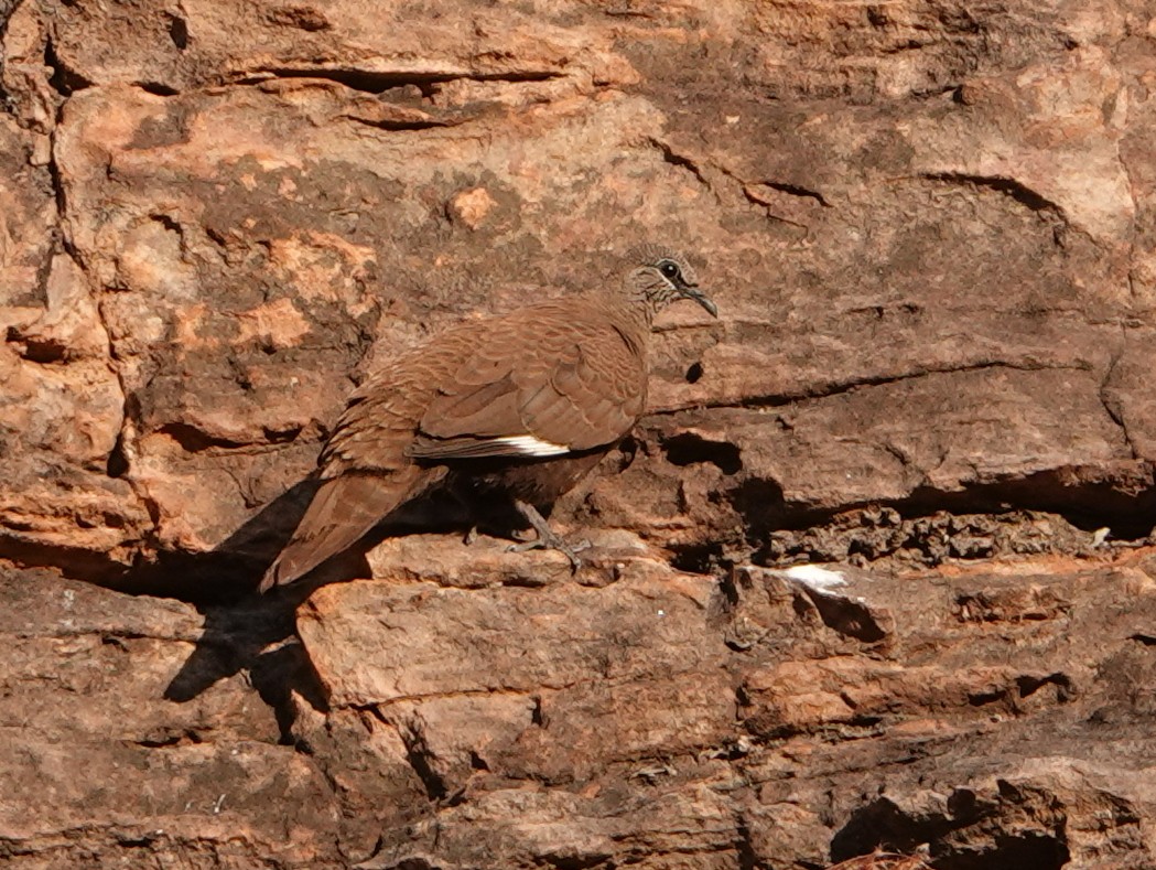 White-quilled Rock-Pigeon - ML642965694