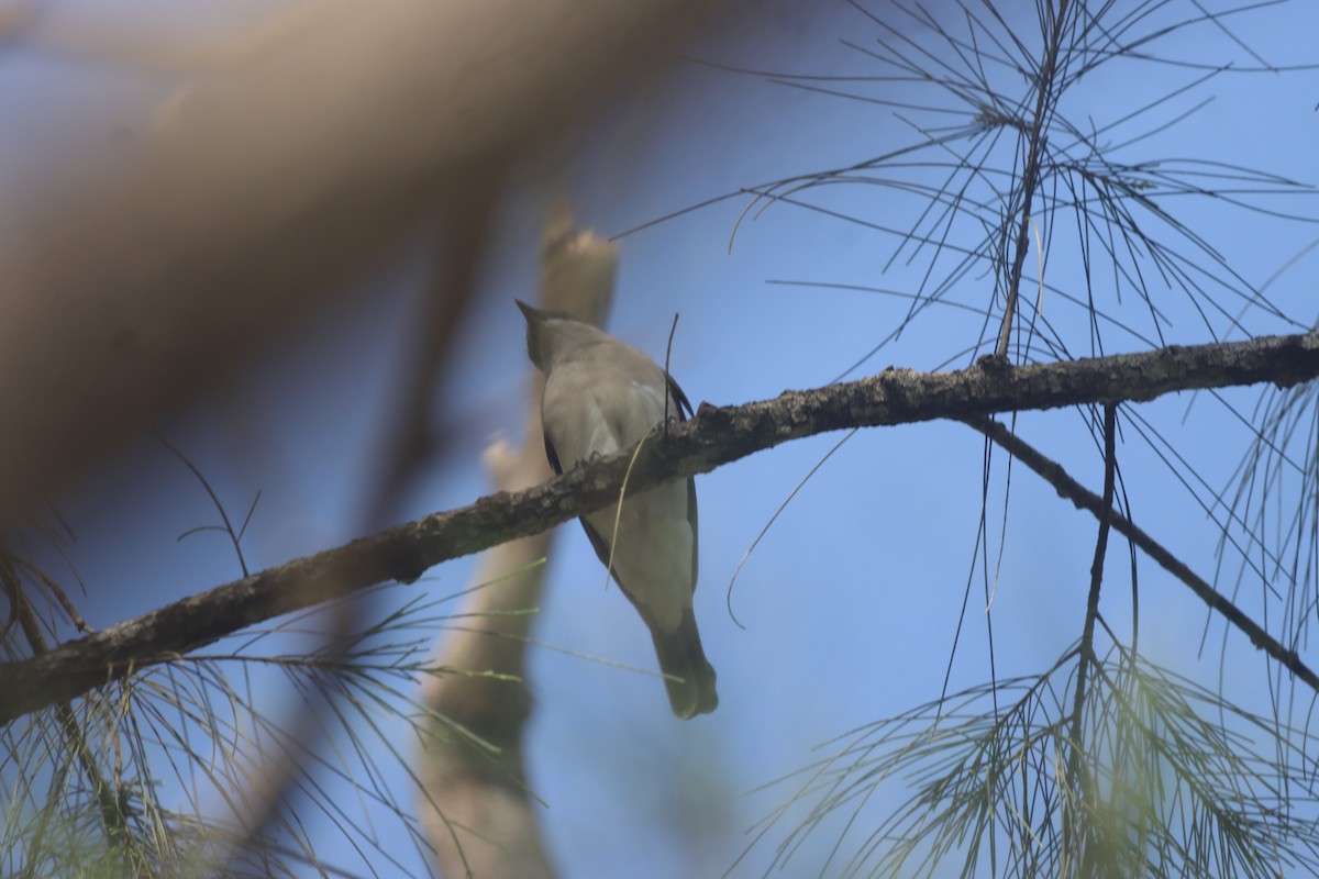 Malabar Woodshrike - ML642965705