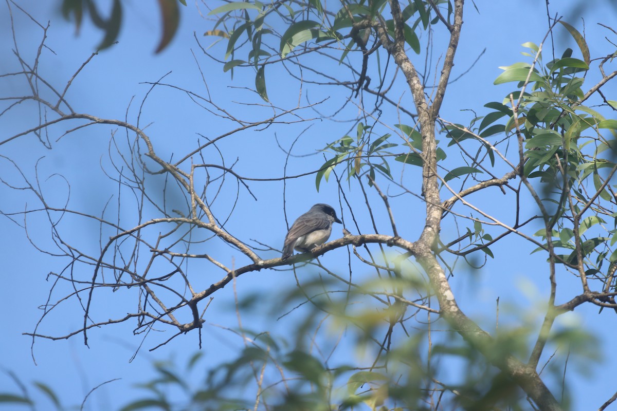 Malabar Woodshrike - ML642965706