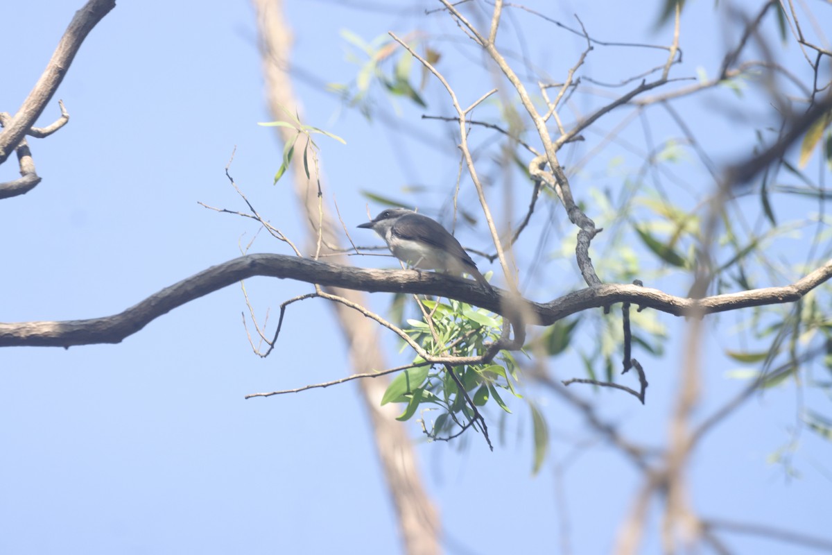 Malabar Woodshrike - ML642965708