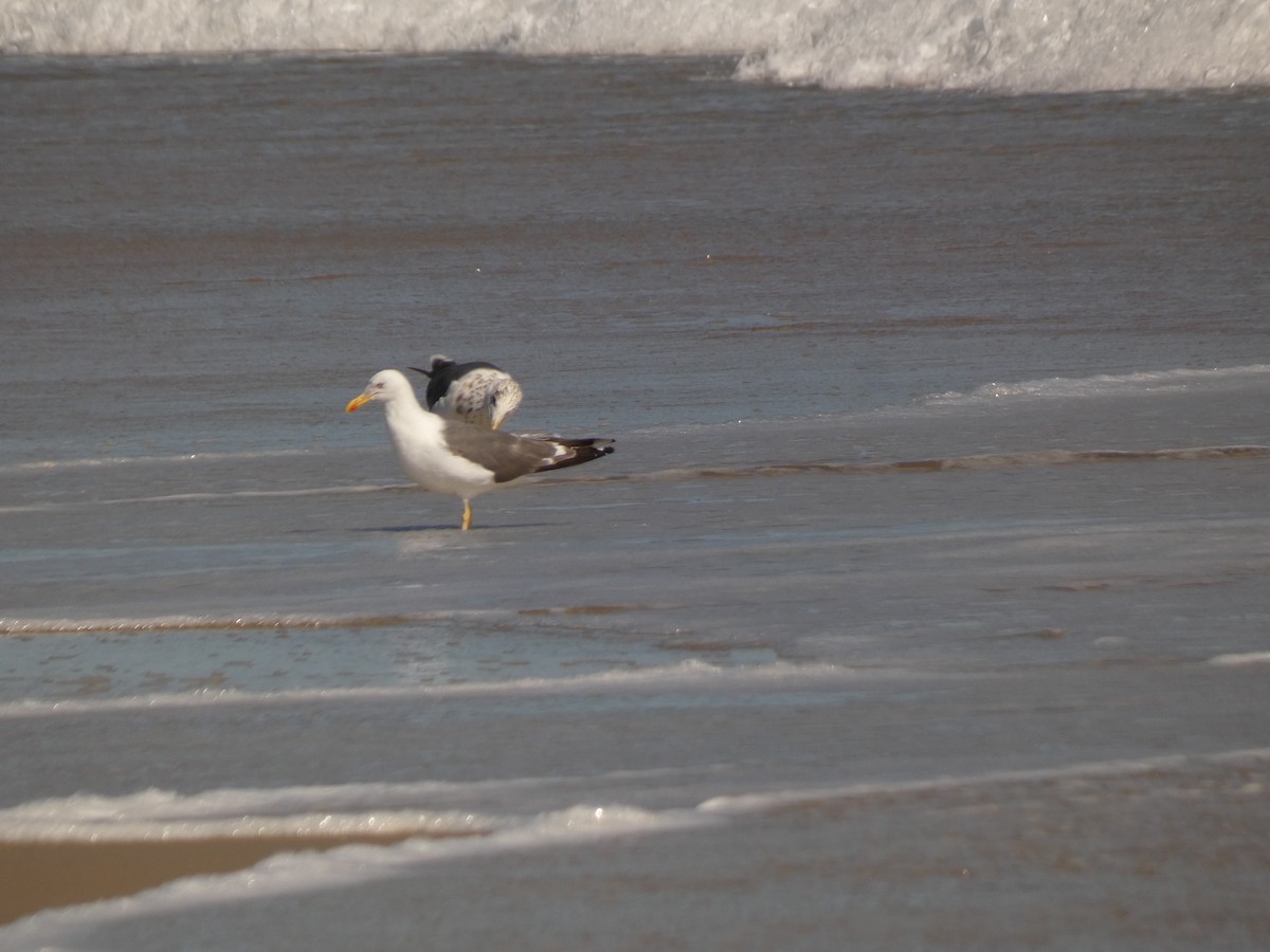 Lesser Black-backed Gull - ML642965716
