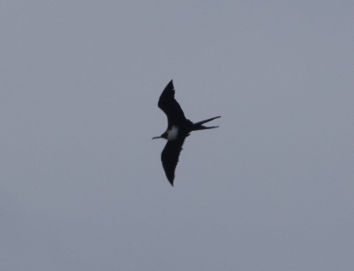 Great Frigatebird - ML642965725