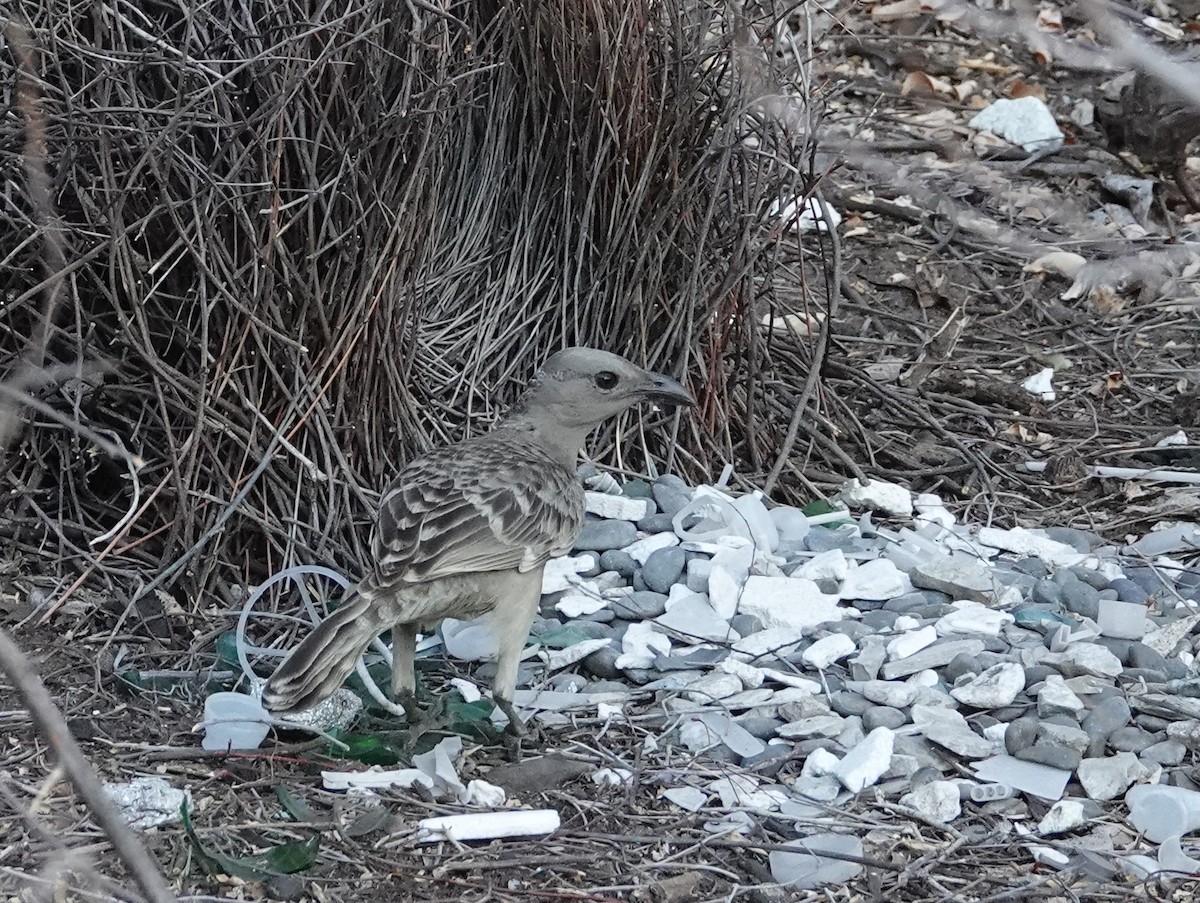 Great Bowerbird - ML642965726