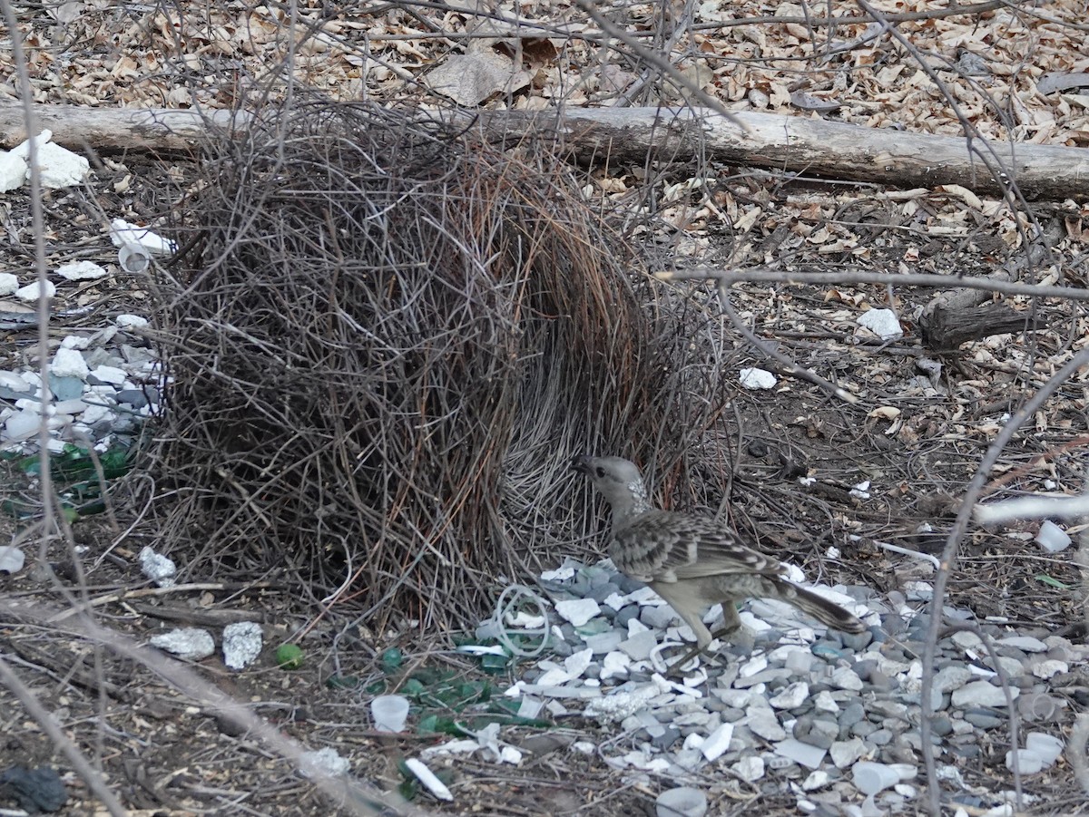 Great Bowerbird - ML642965727