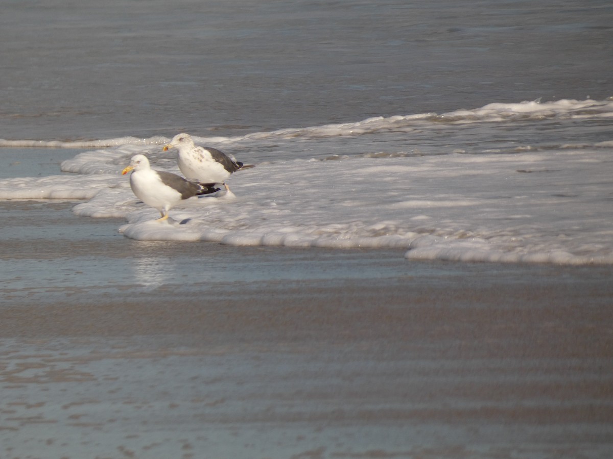 Lesser Black-backed Gull - ML642965728