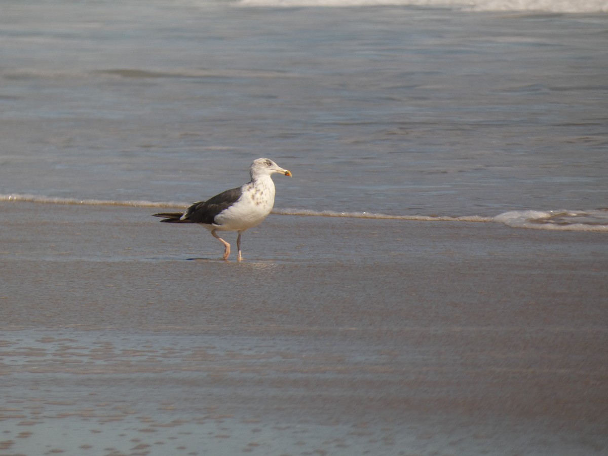 Larus sp. - ML642965730