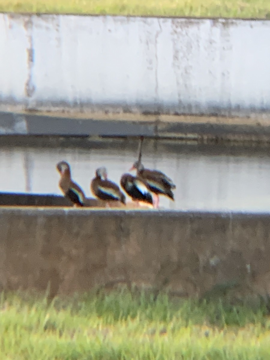 Black-bellied Whistling-Duck - ML642965752
