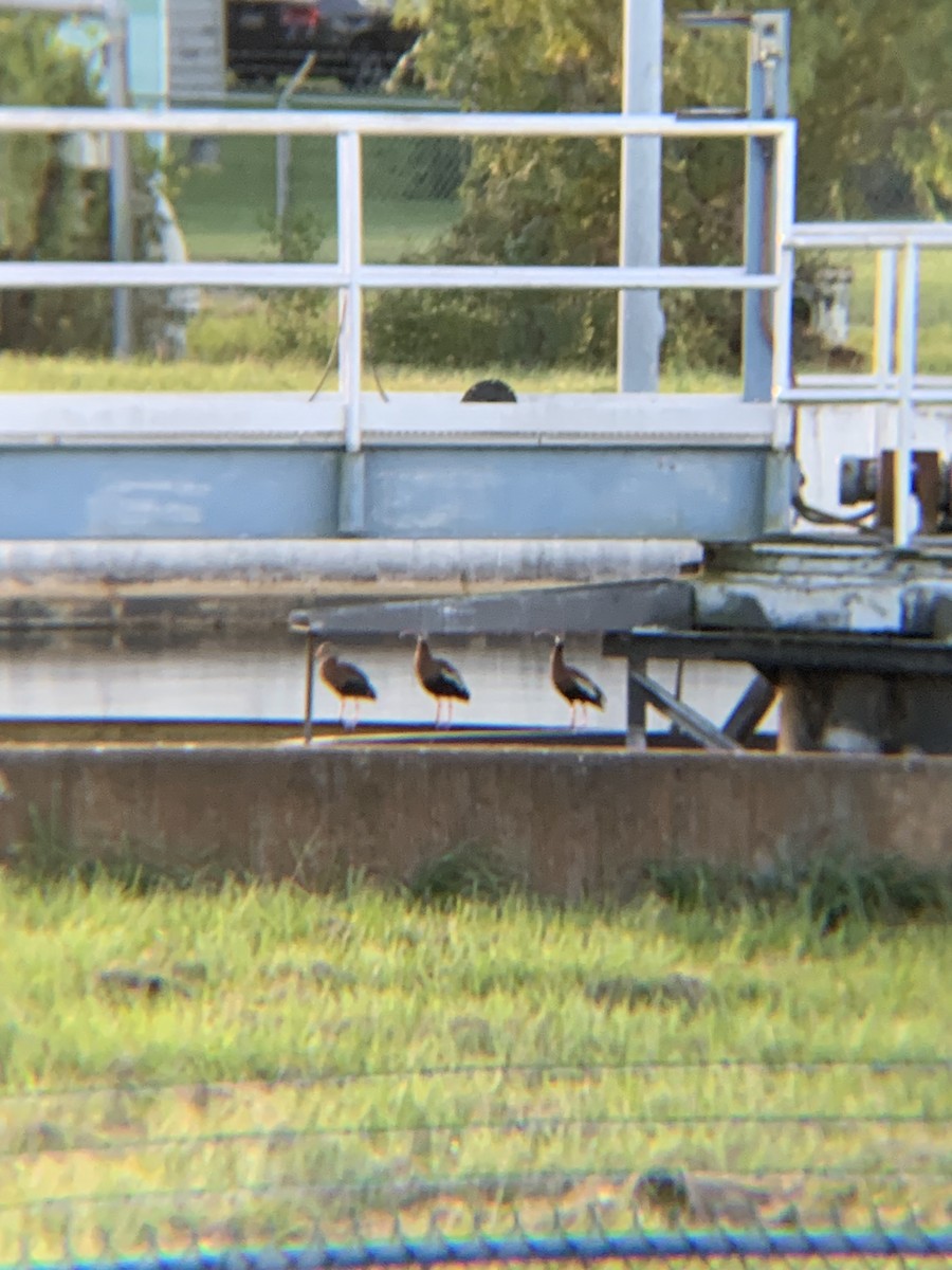 Black-bellied Whistling-Duck - ML642965753