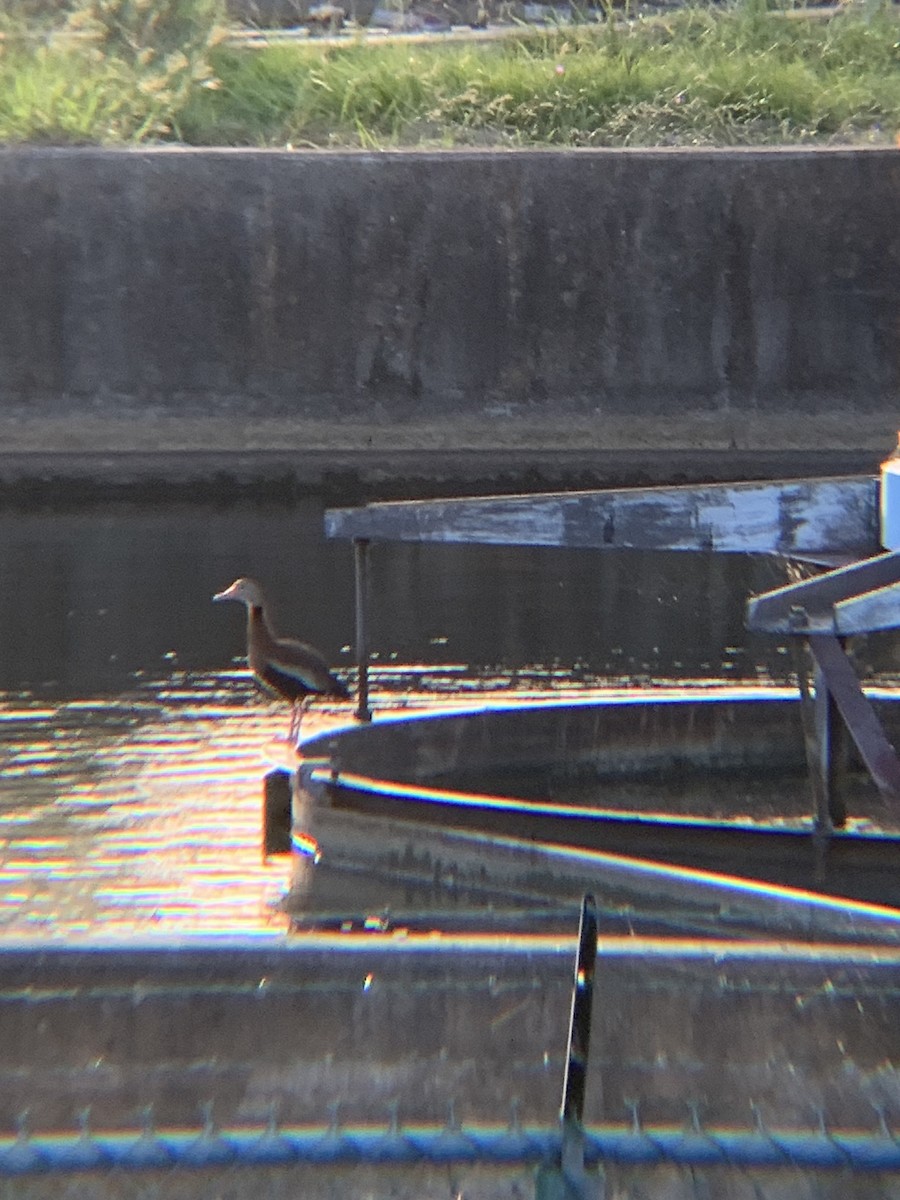 Black-bellied Whistling-Duck - ML642965754