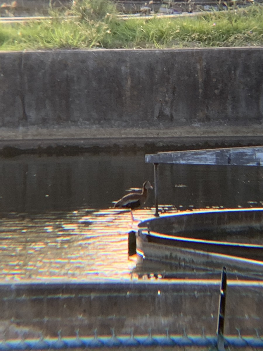 Black-bellied Whistling-Duck - ML642965755