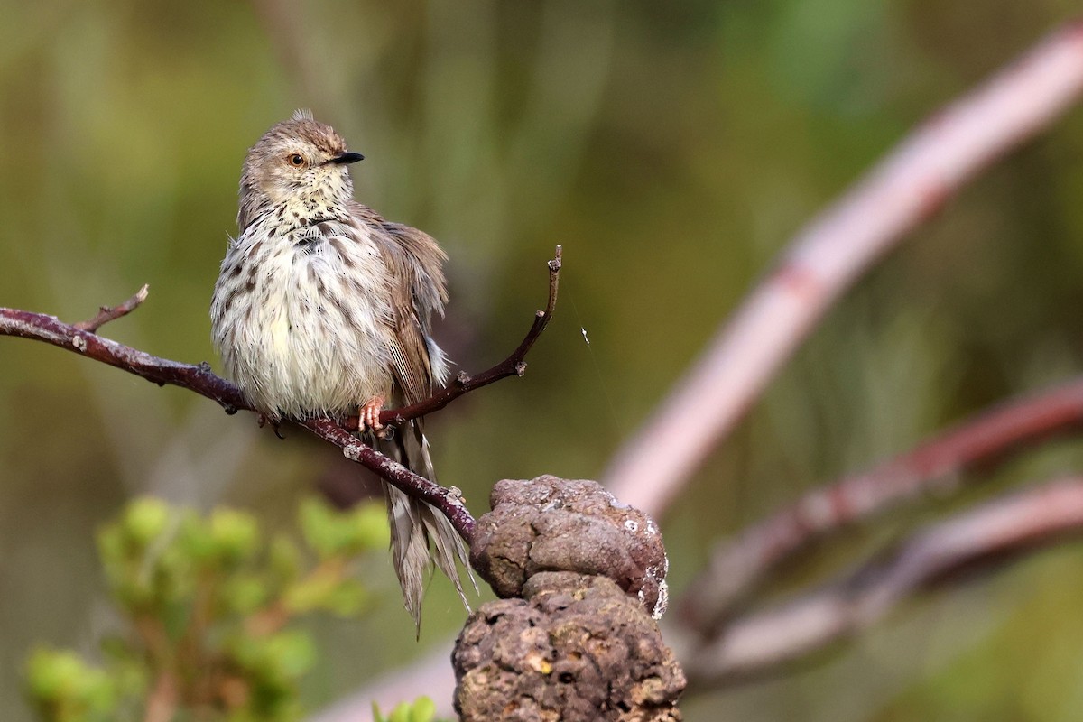 flekkprinia - ML642965756
