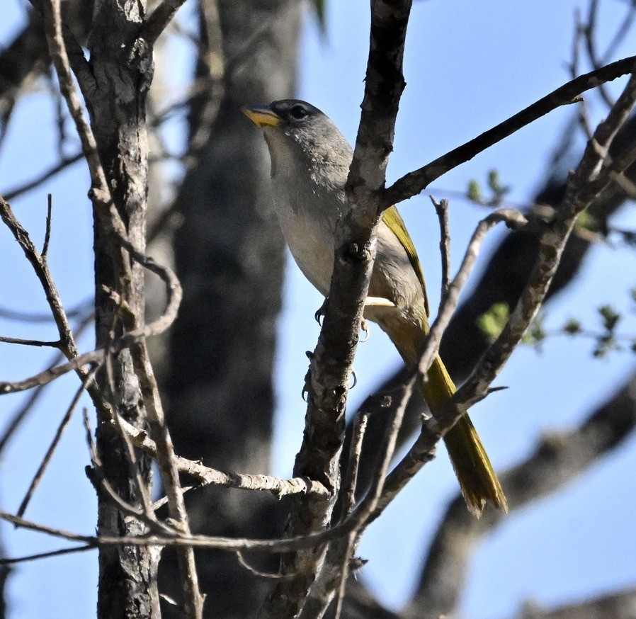 serraspurv - ML642965775