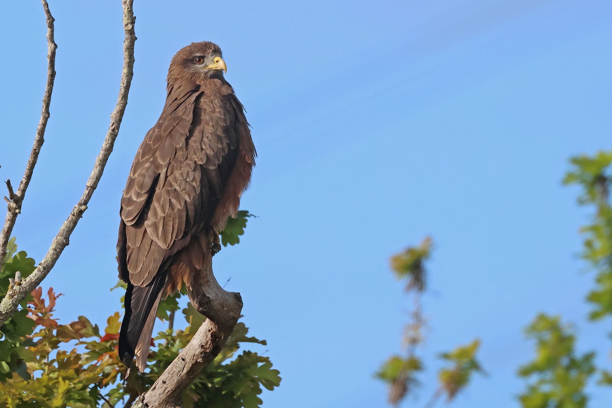 Black Kite (Yellow-billed) - ML642965782