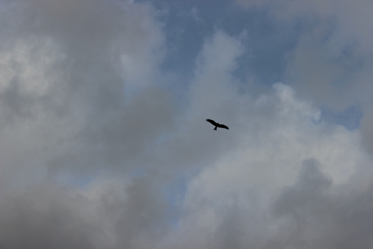 Black Kite - ML642965786