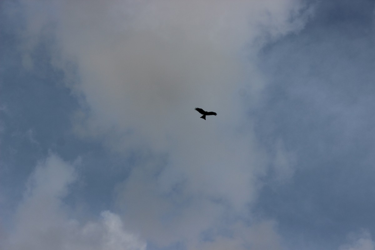 Black Kite - ML642965788