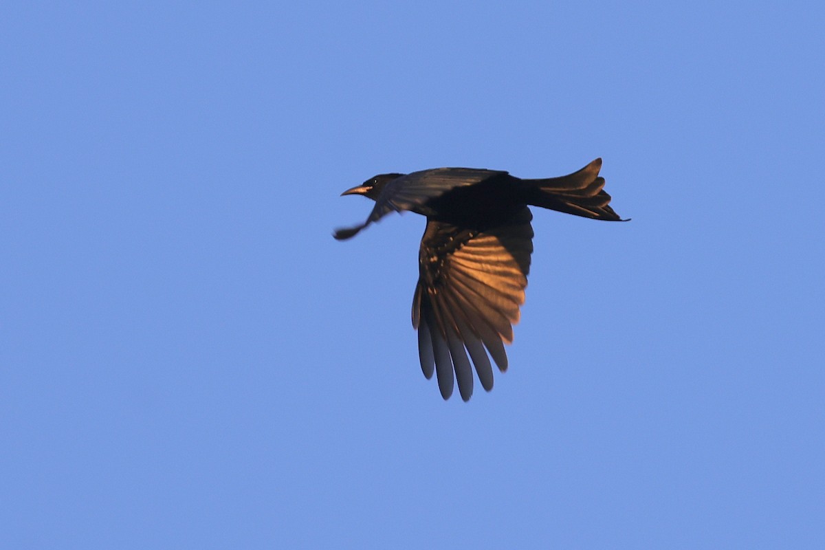 Drongo à crinière - ML642965791