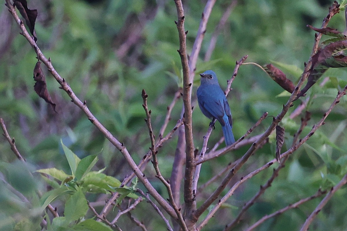 Verditer Flycatcher - ML642965795