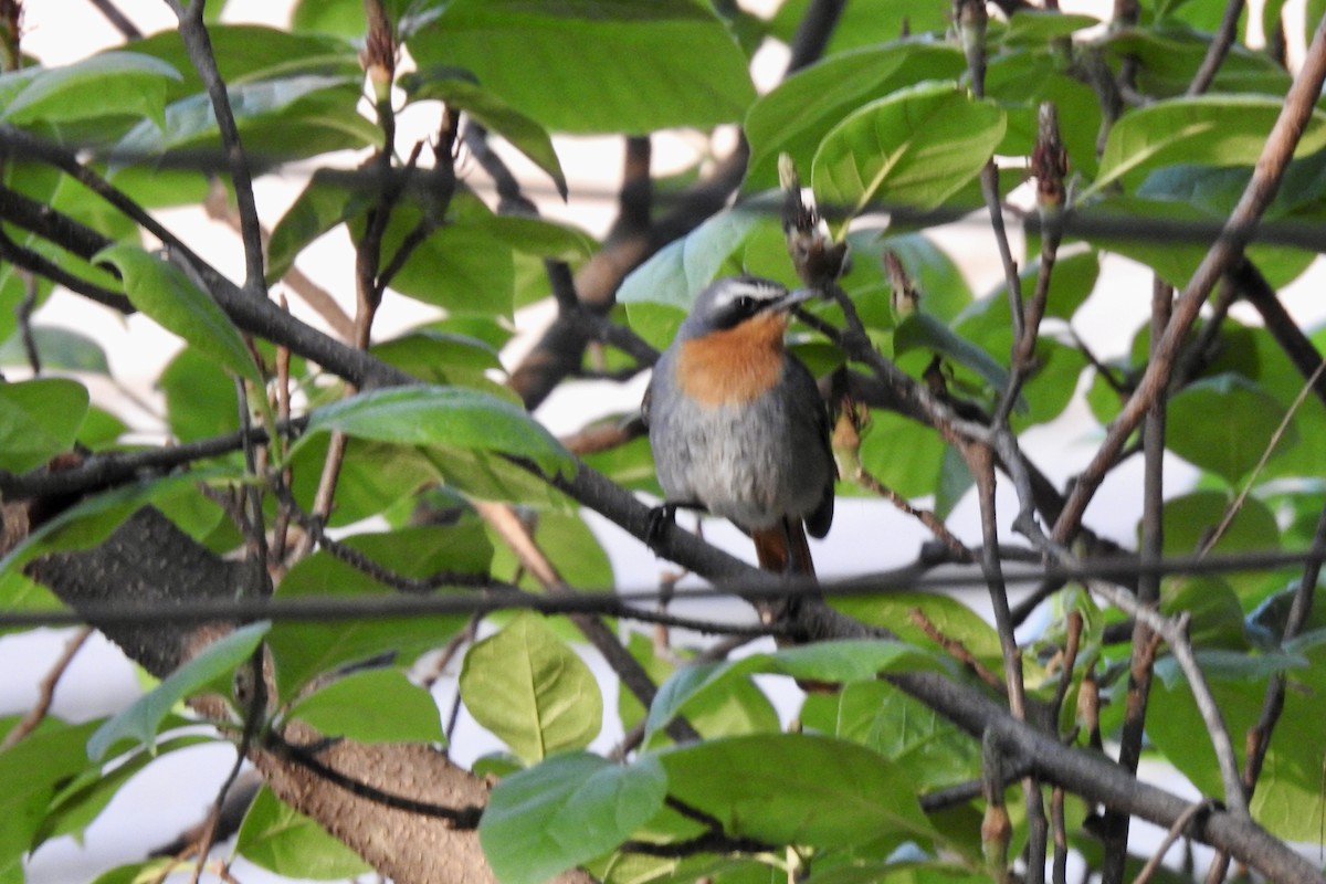 Cape Robin-Chat - ML642965800