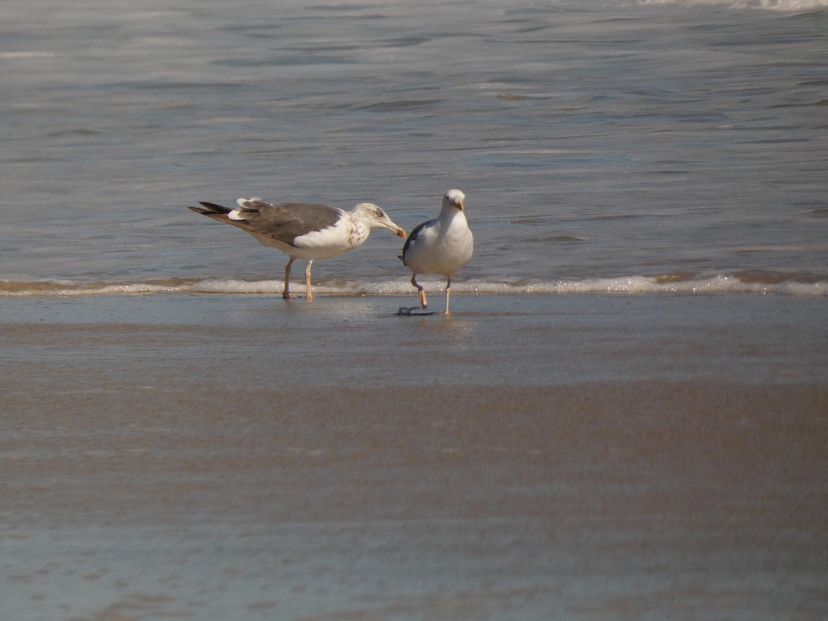 Larus sp. - ML642965802