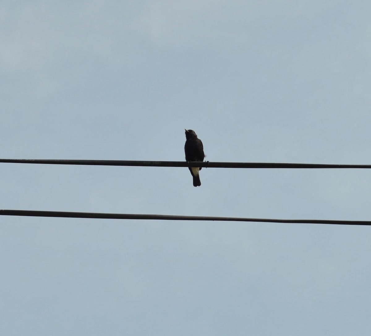 Pied Bushchat - ML642965804