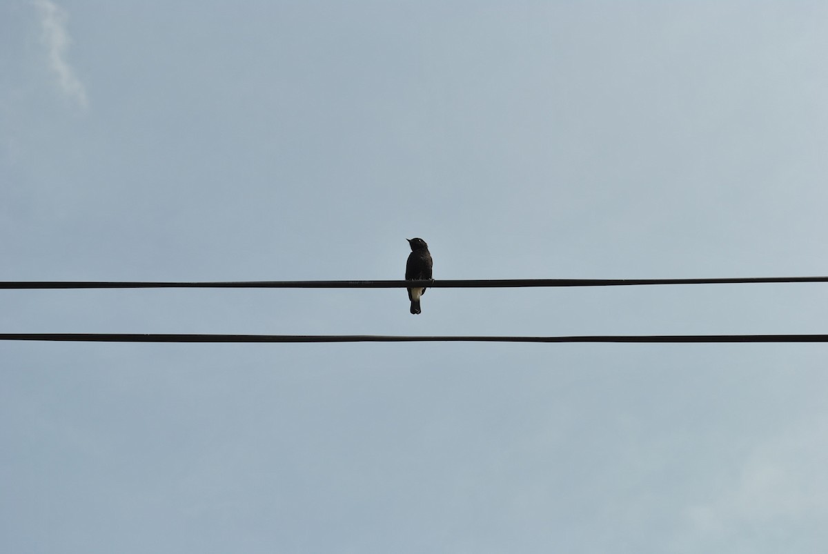 Pied Bushchat - ML642965805