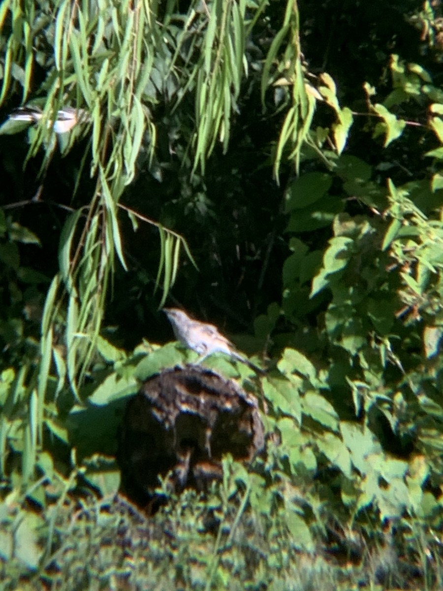 Northern Mockingbird - ML642965806