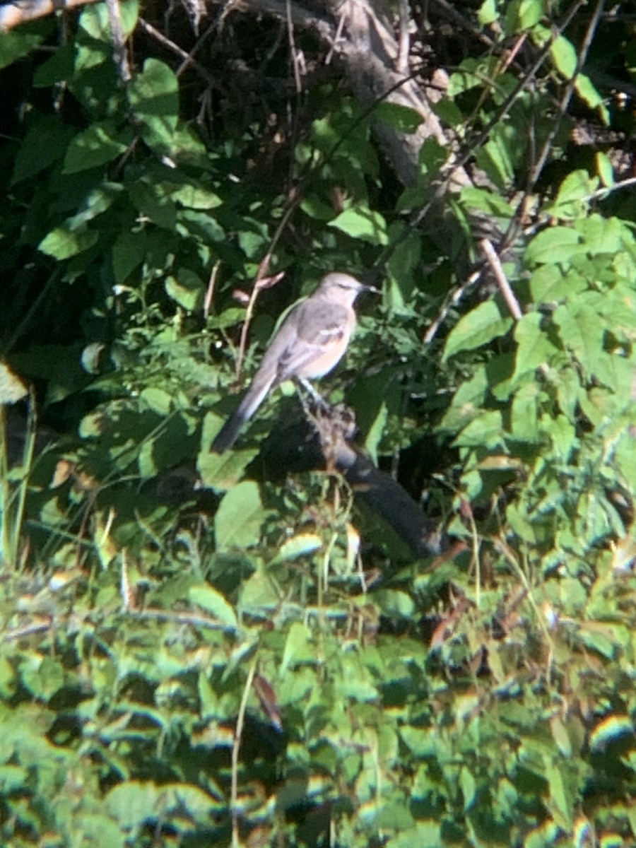 Northern Mockingbird - ML642965807