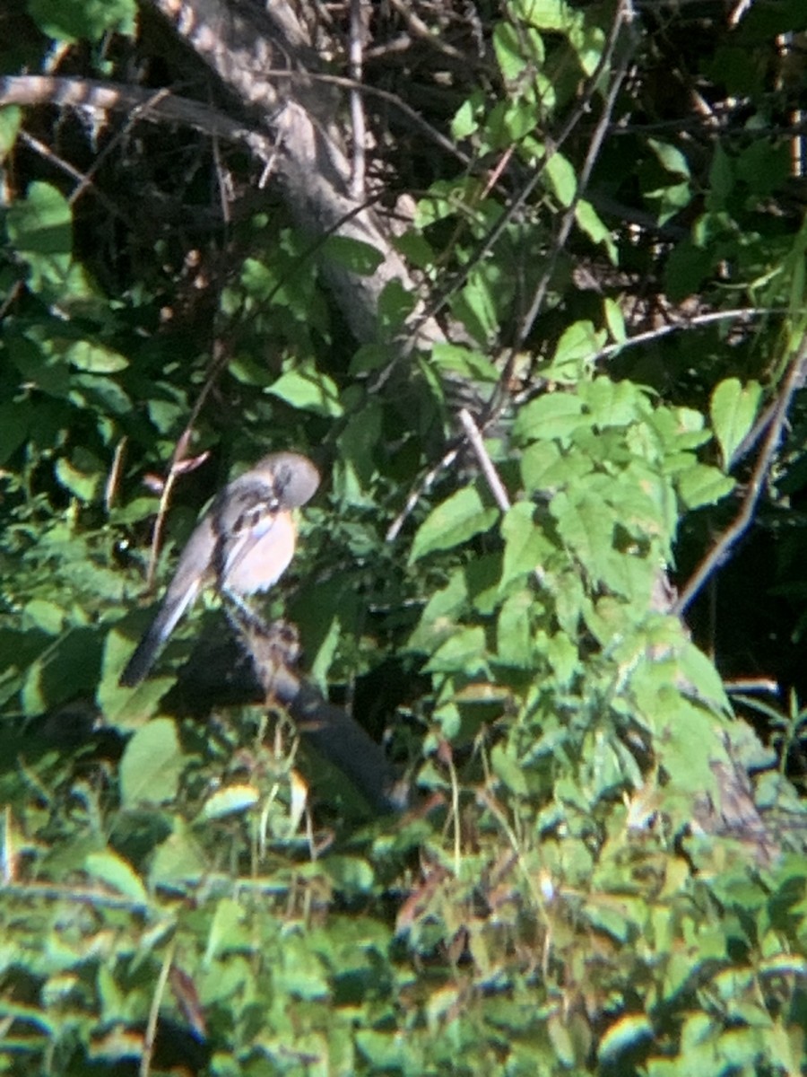 Northern Mockingbird - ML642965808