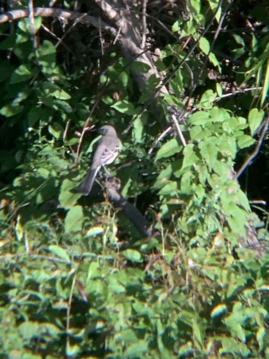 Northern Mockingbird - ML642965809