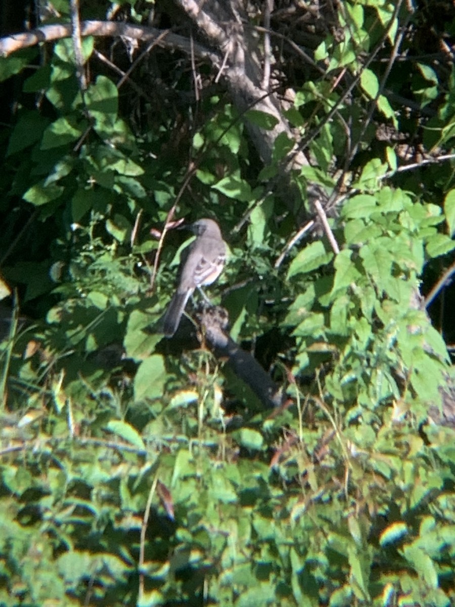 Northern Mockingbird - ML642965810