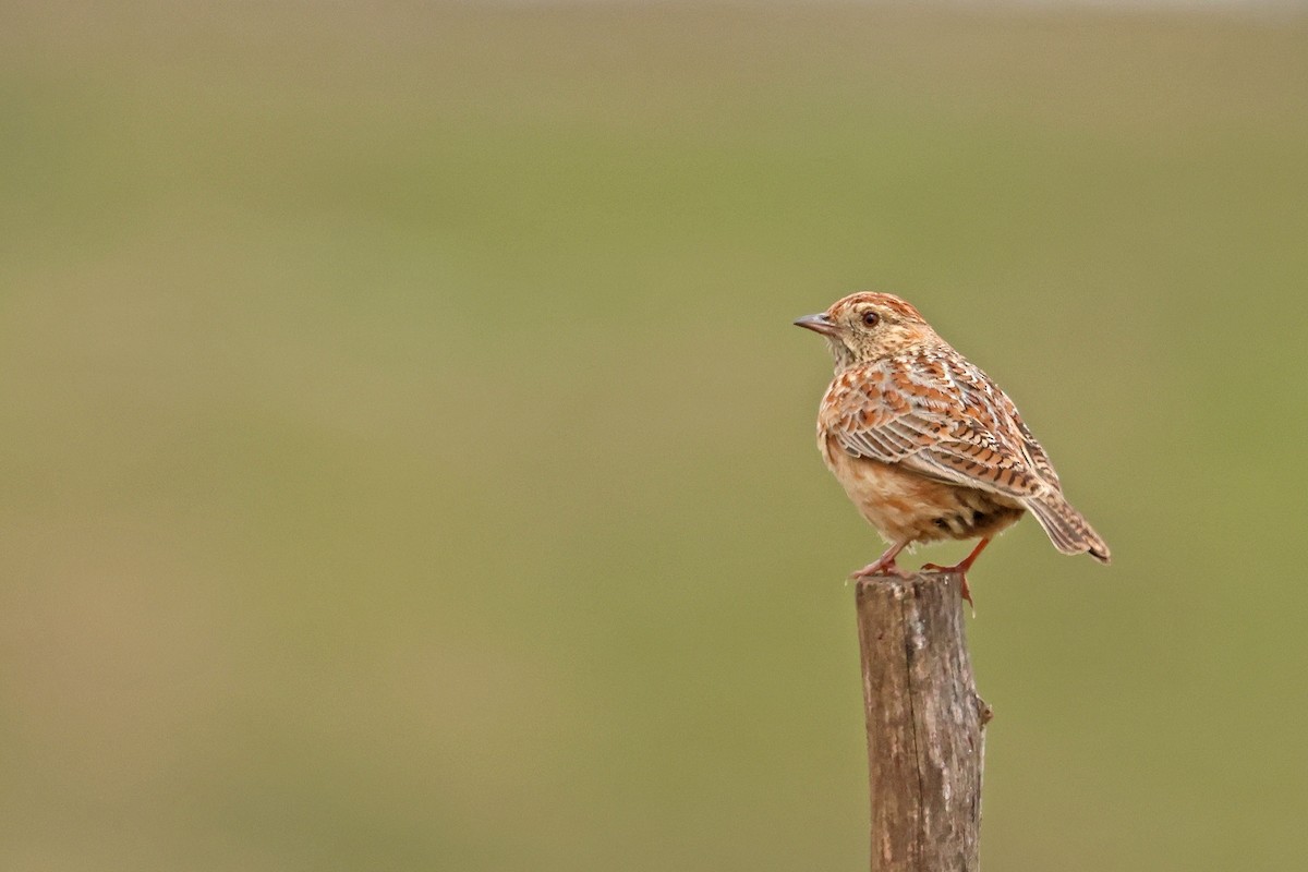 Cape Clapper Lark - ML642965811