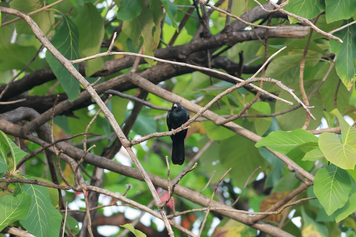 Asian Koel - ML642965812